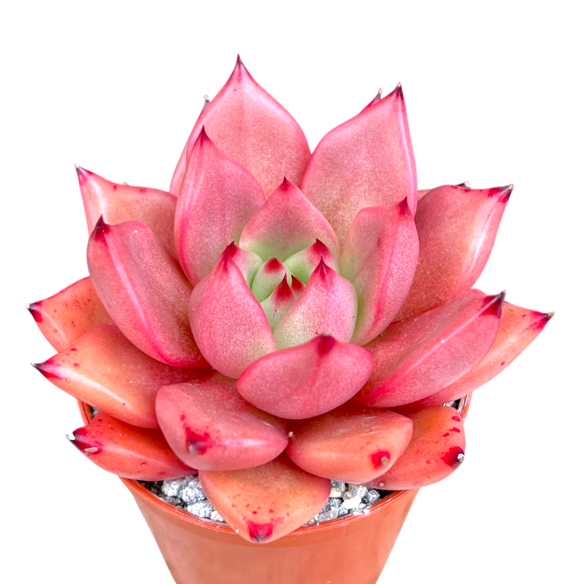Echeveria agavoides 'Romeo'