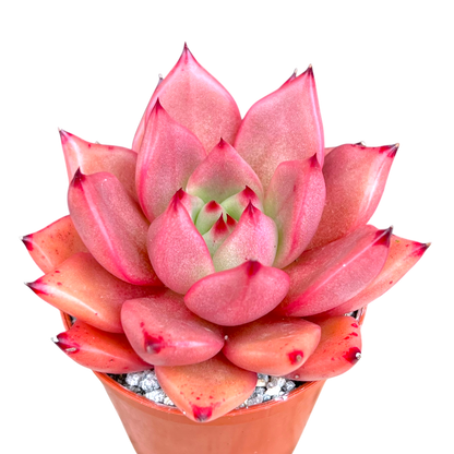 Echeveria agavoides 'Romeo'