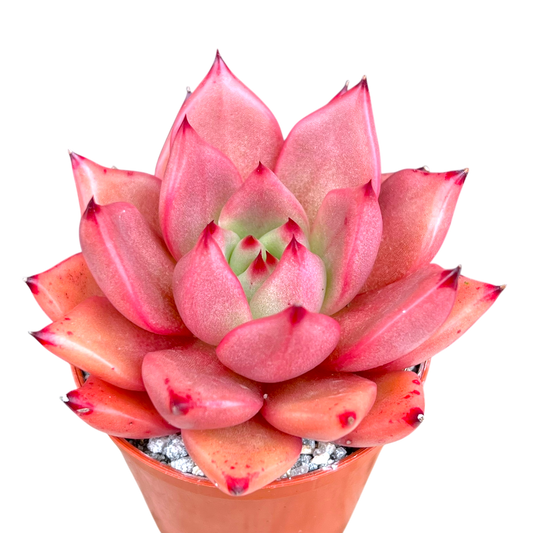 Echeveria agavoides 'Romeo'