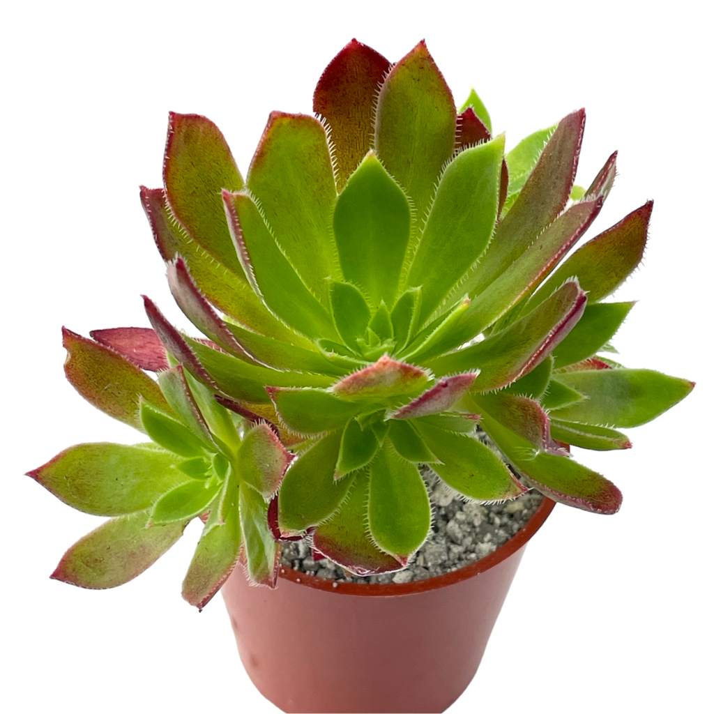 Aeonium 'Cornish Tribute'