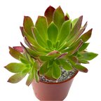 Aeonium 'Cornish Tribute'