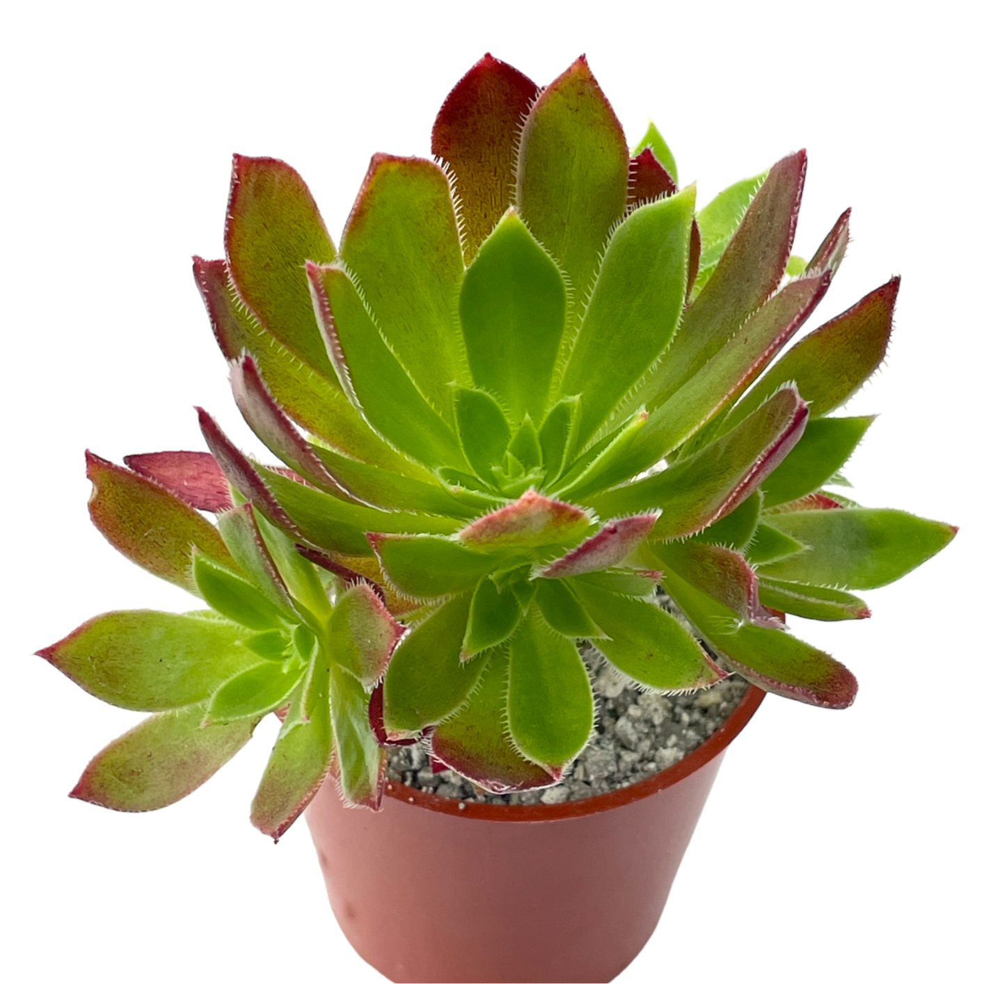 Aeonium 'Cornish Tribute'