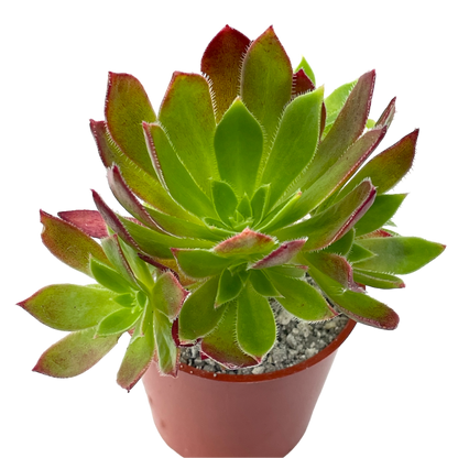 Aeonium 'Cornish Tribute'