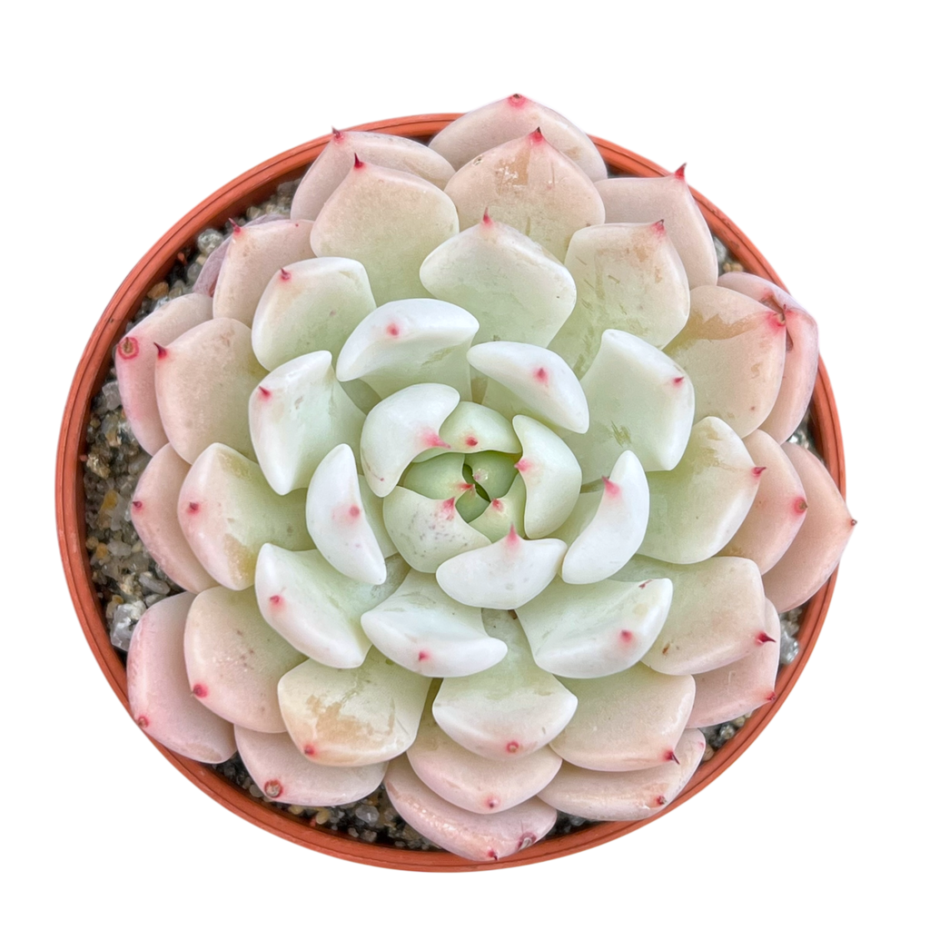 Echeveria mexicensis