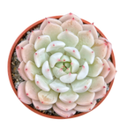Echeveria mexicensis