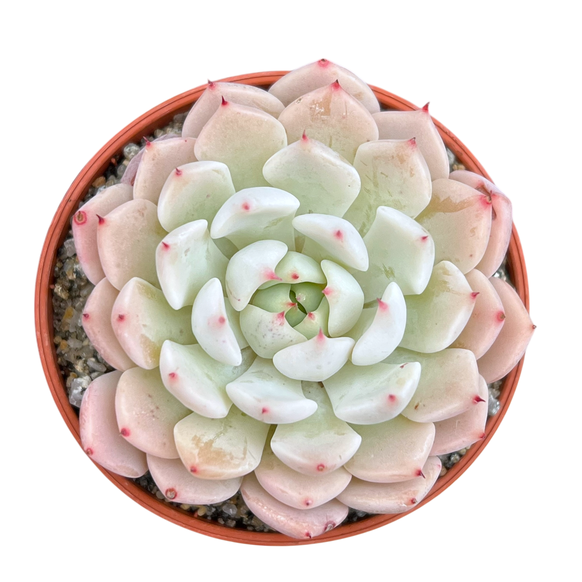 Echeveria mexicensis