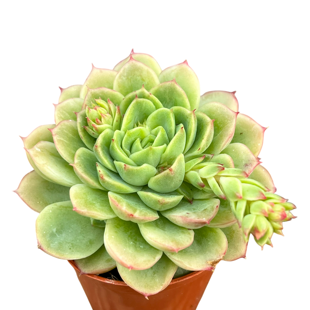 Echeveria 'Lime 'n' Chili'