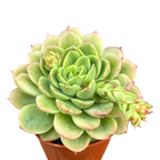 Echeveria 'Lime 'n' Chili'