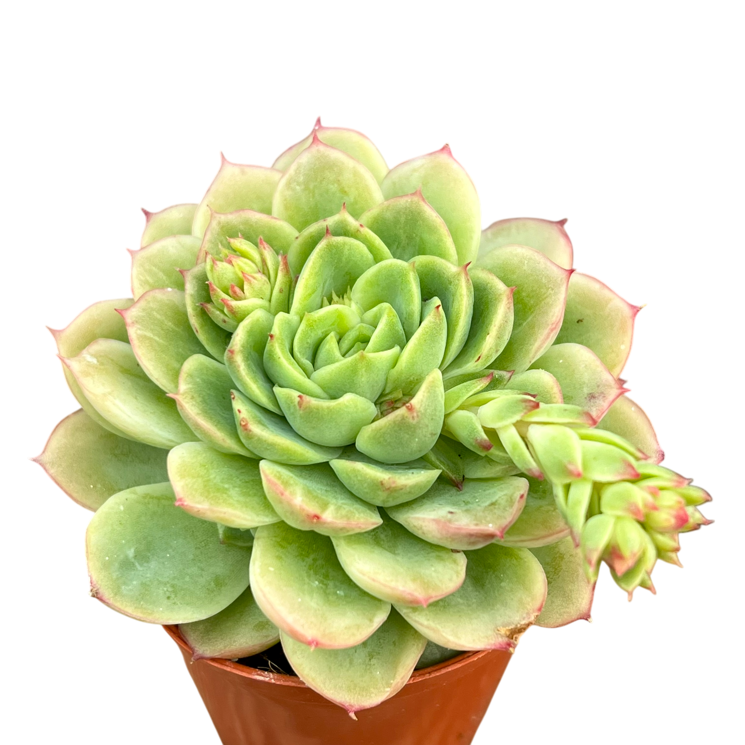 Echeveria 'Lime 'n' Chili'