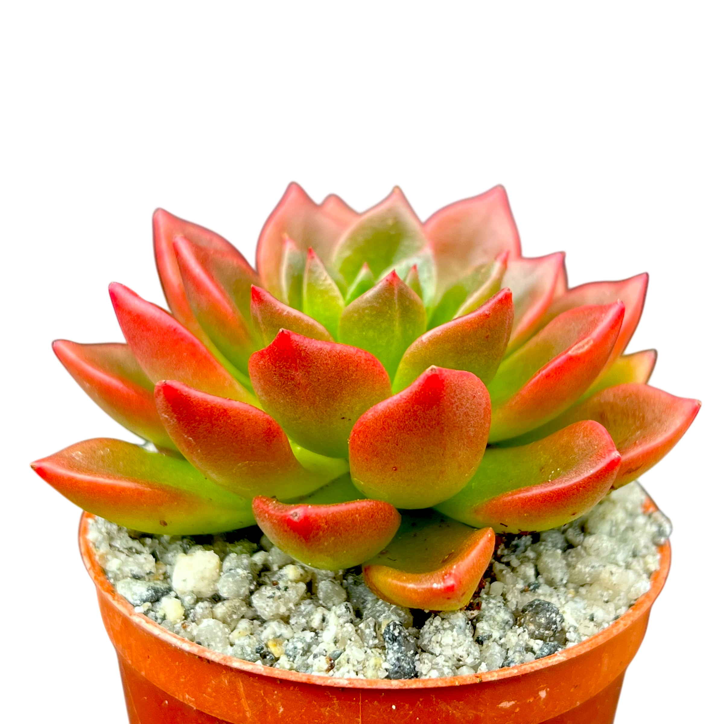 Echeveria 'Telstar'