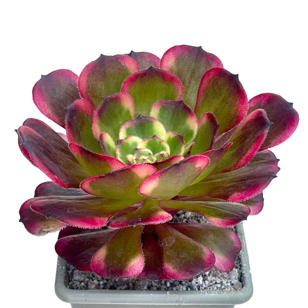 Aeonium 'Black King Kong'