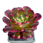 Aeonium 'Black King Kong'