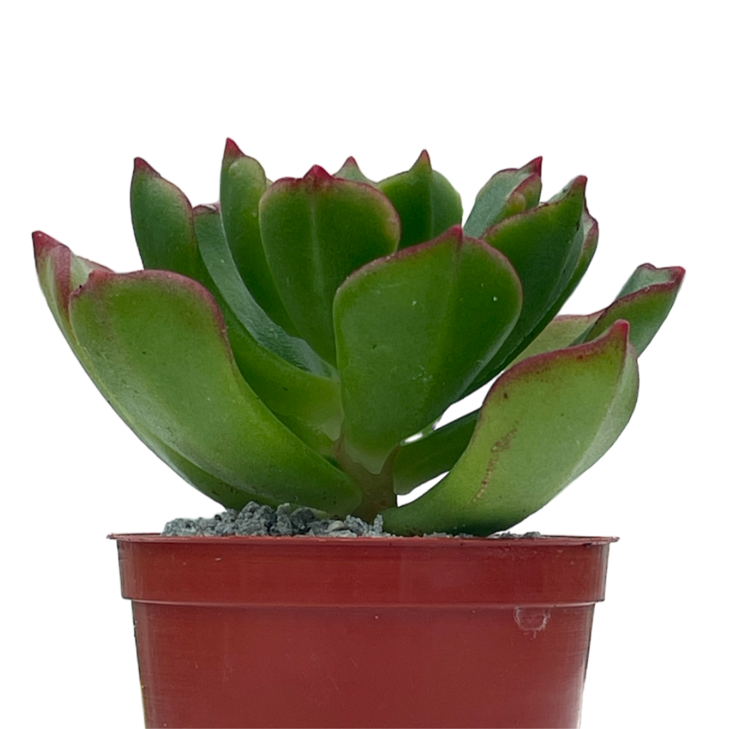 x Sedeveria 'Ar Mor Glaz'