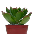 x Sedeveria 'Ar Mor Glaz'