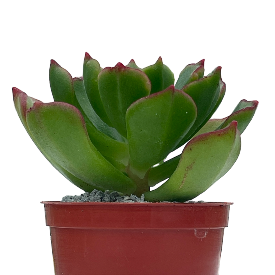 x Sedeveria 'Ar Mor Glaz'