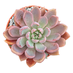 Graptopetalum rusbyi