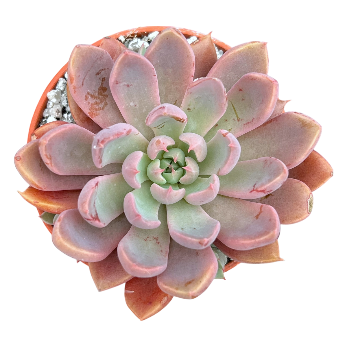 Graptopetalum rusbyi
