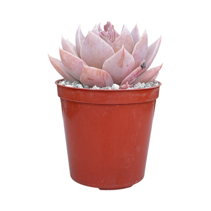 Sedum suaveolens