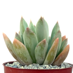 Echeveria 'Apollo'