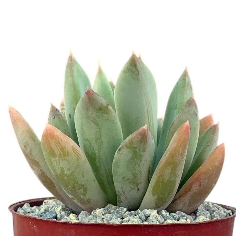 Echeveria 'Apollo'