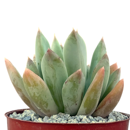Echeveria 'Apollo'