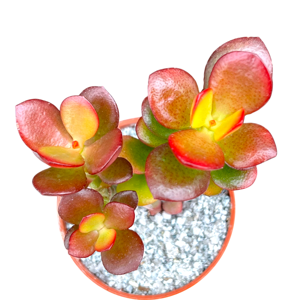 Crassula ovata minima