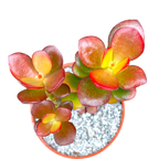 Crassula ovata minima