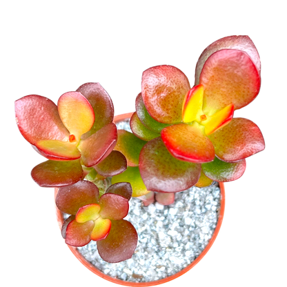 Crassula ovata minima