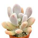 Pachyphytum glutinicaule