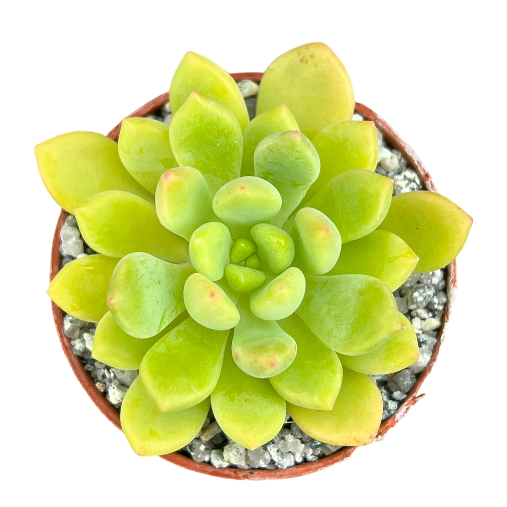 Echeveria amoena