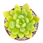 Echeveria amoena