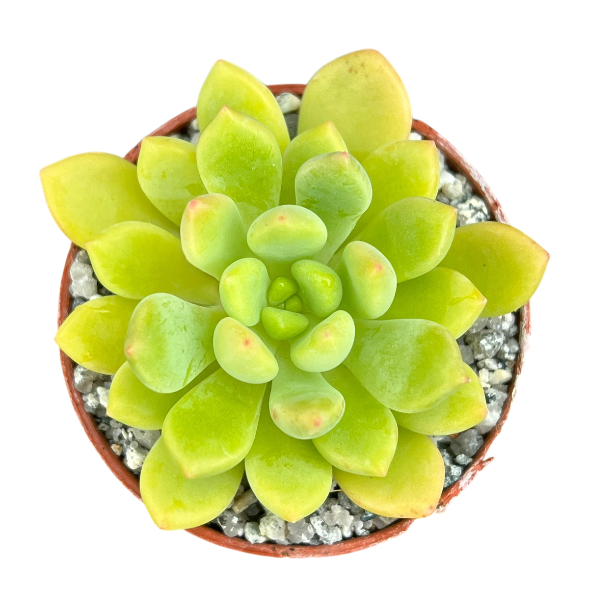 Echeveria amoena