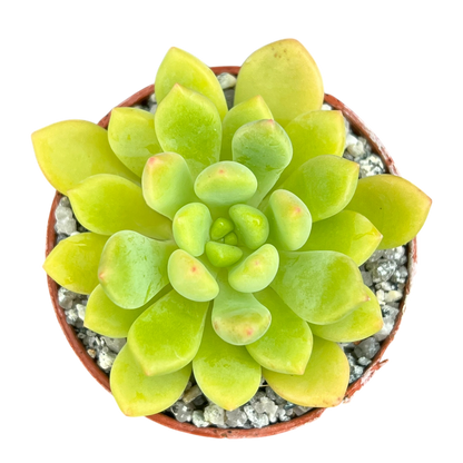 Echeveria amoena