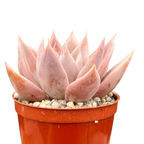 Echeveria 'Silver Queen'