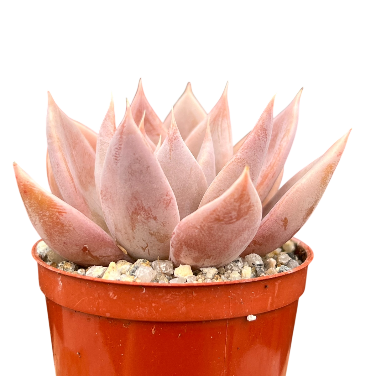 Echeveria 'Silver Queen'