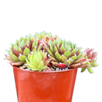 Sempervivum 'Heigham Red'