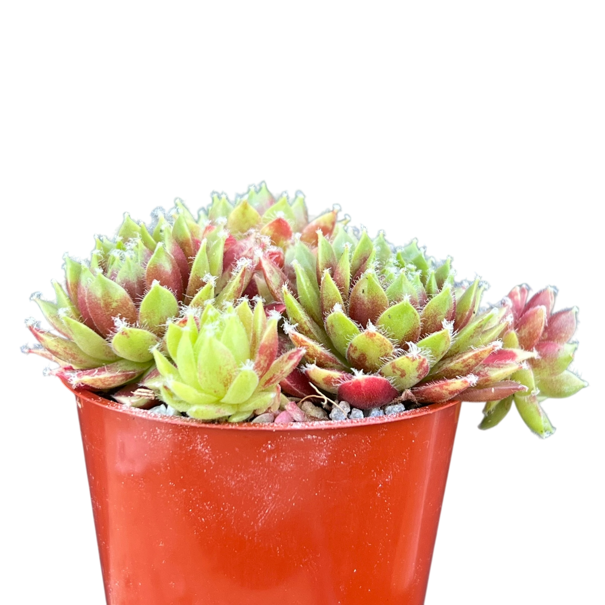 Sempervivum 'Heigham Red'