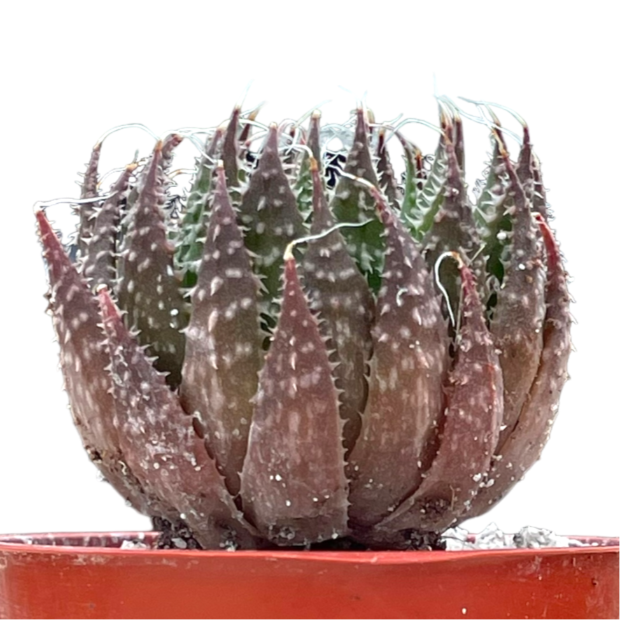 Aloe aristata