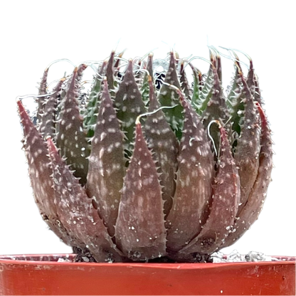 Aloe aristata