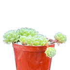 Sempervivum 'Green Ice'