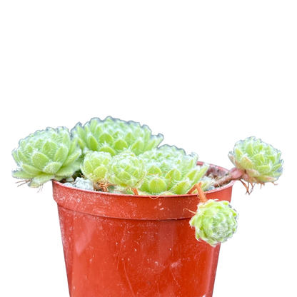 Sempervivum 'Green Ice'
