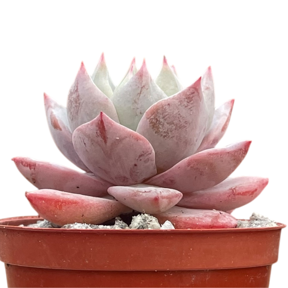 Echeveria colorata 'John Catlin'