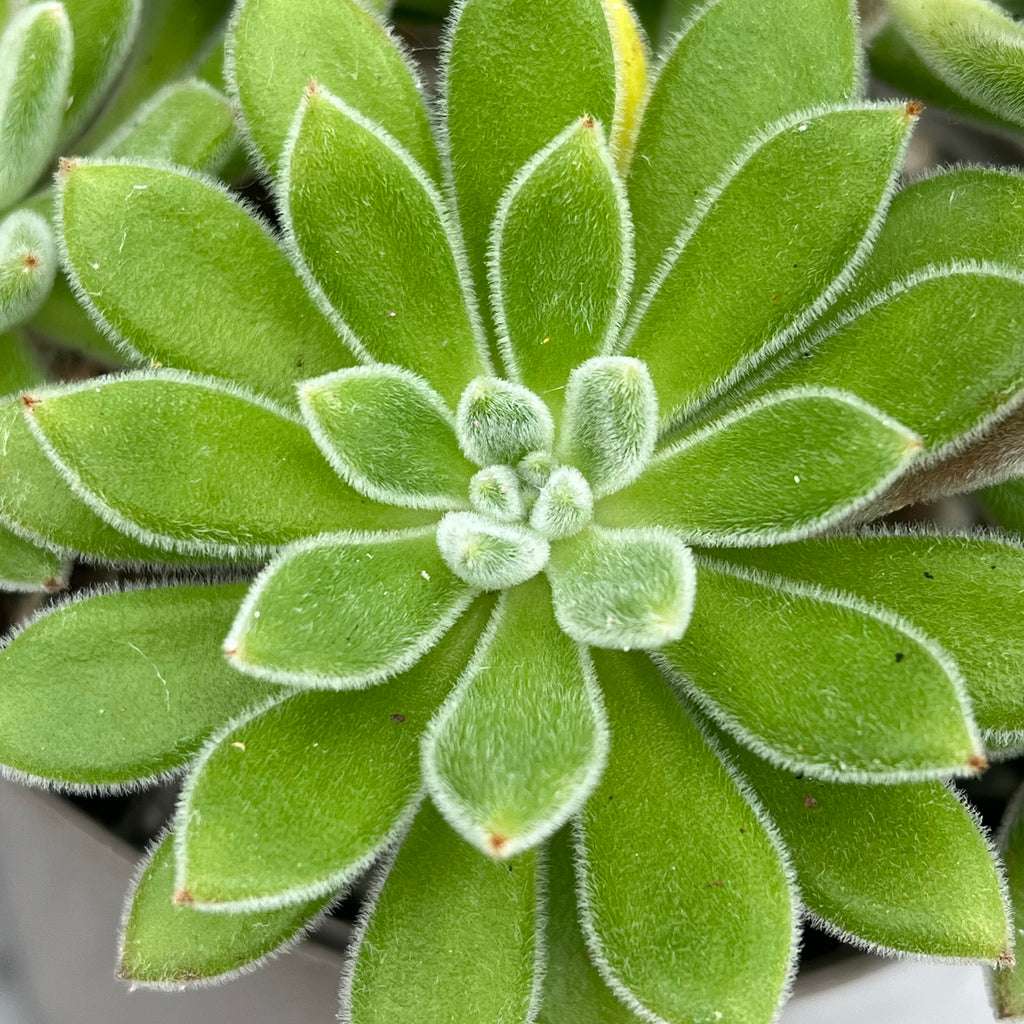 Echeveria 'Set-Oliver'