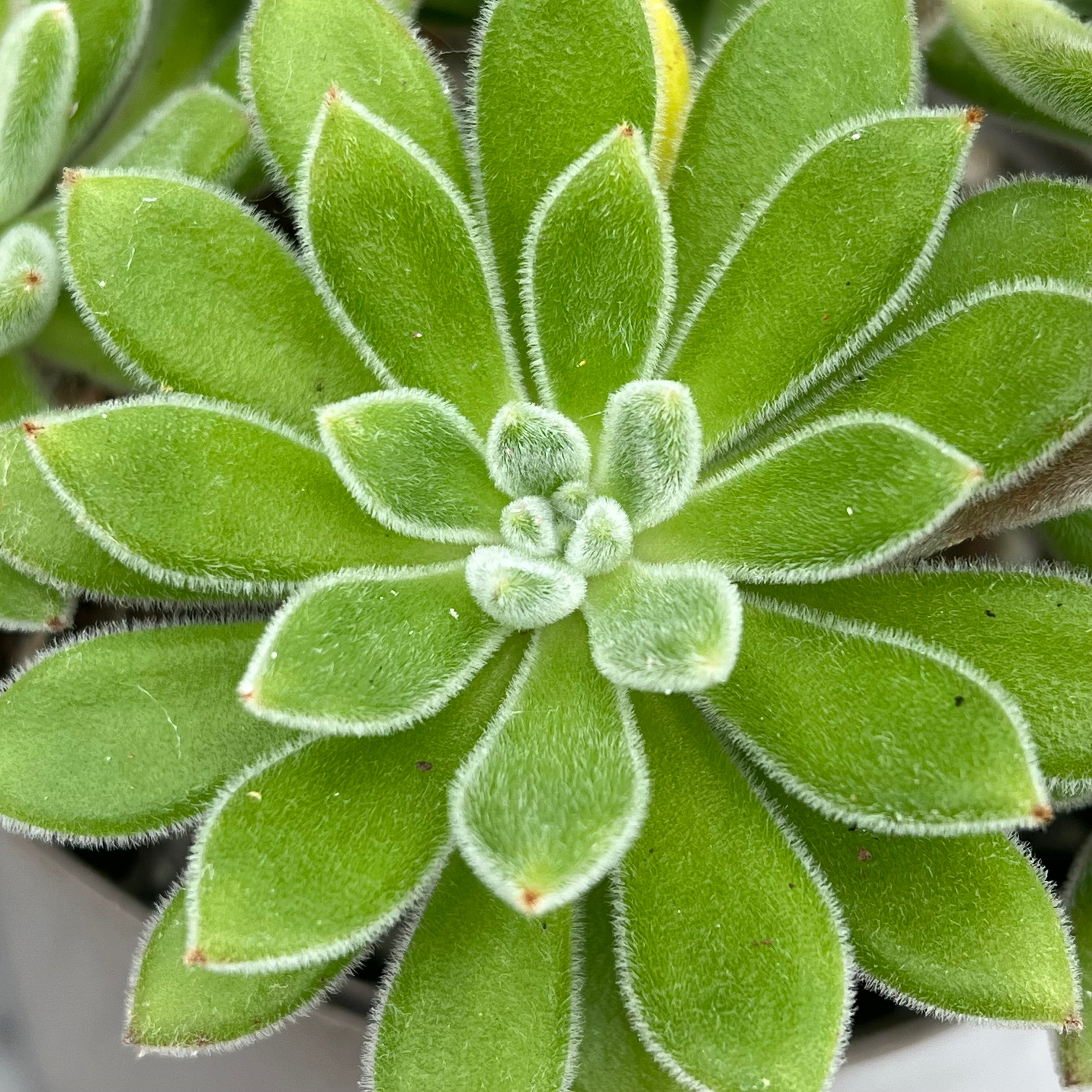 Echeveria 'Set-Oliver'