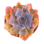 Echeveria 'Neon Breaker'