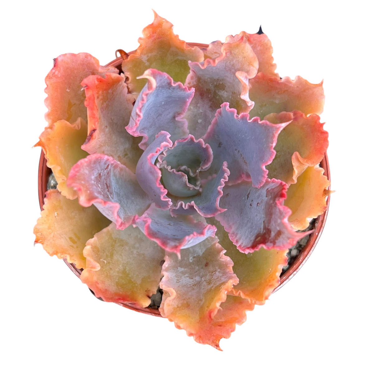 Echeveria 'Neon Breaker'