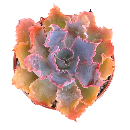 Echeveria 'Neon Breaker'