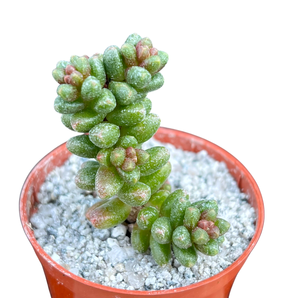 Sedum furfuraceum