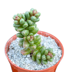 Sedum furfuraceum