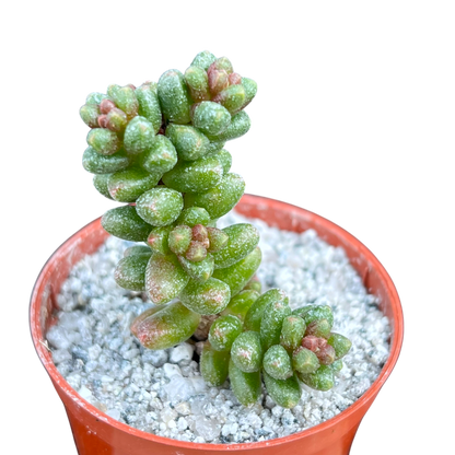 Sedum furfuraceum